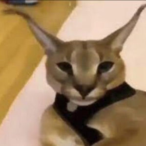 Meet your Posher, Brodie